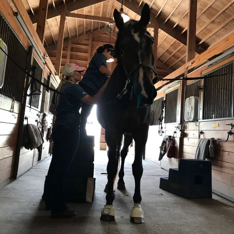 Benefits Of Equine Chiropractic Care Find Alignment Carter 